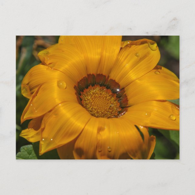 Postal Flores (Anverso)