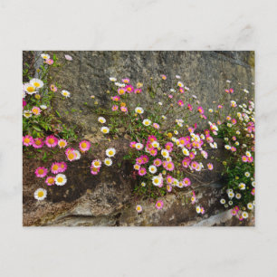 Postal Flores