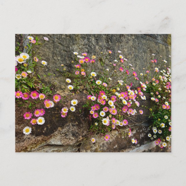 Postal Flores  (Anverso)