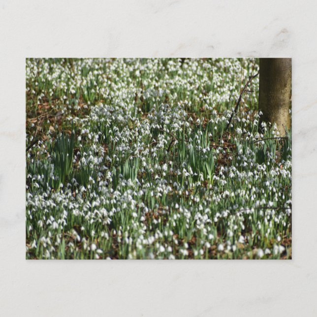 Postal Flores (Anverso)