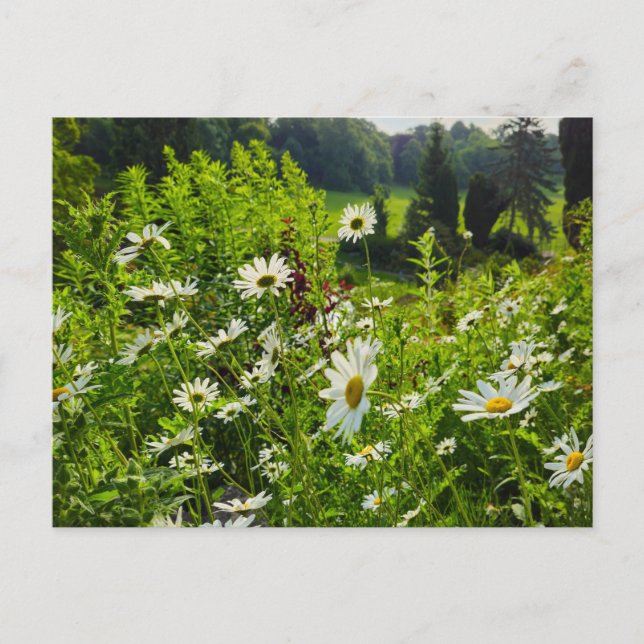 Postal Flores (Anverso)