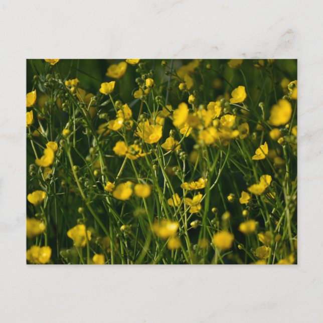 Postal Flores (Anverso)