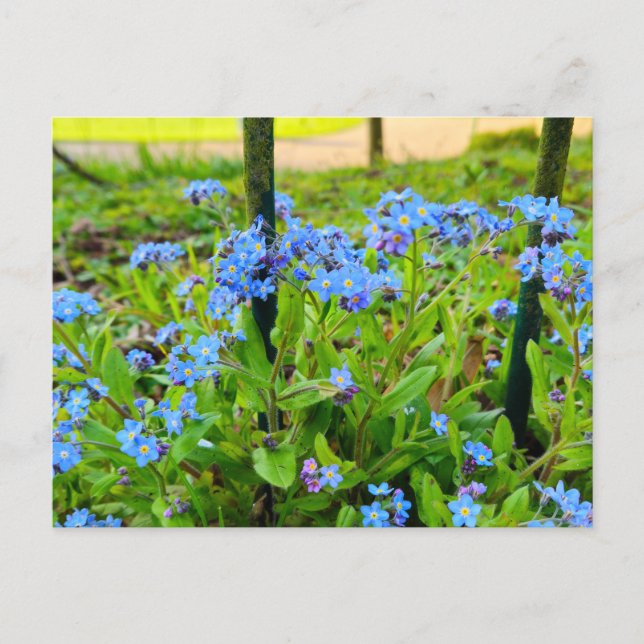 Postal Flores (Anverso)