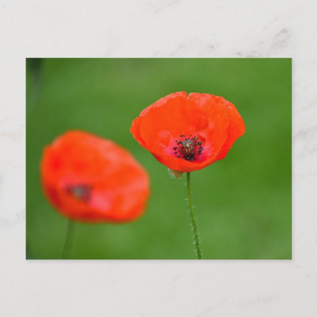 Postal Flores (Anverso)