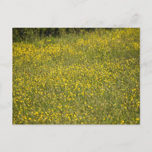 Postal Flores (Anverso)