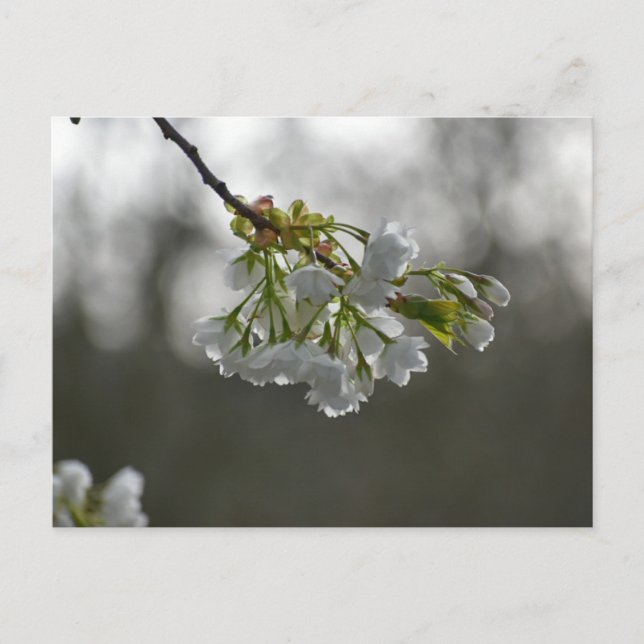 Postal Flores (Anverso)