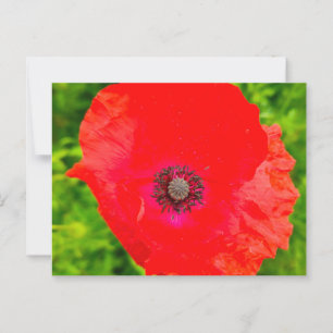 Postal Flores