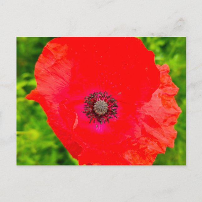 Postal Flores (Anverso)