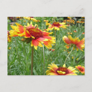 Postal Flores