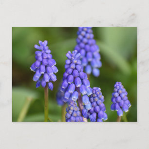 Postal Flores