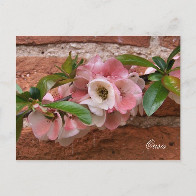 POSTAL FLORES (Anverso)