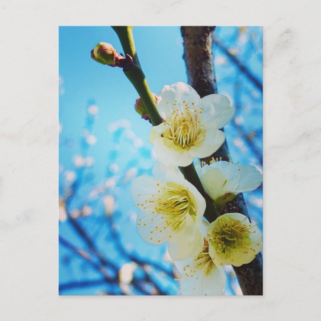 Postal Flores (Anverso)