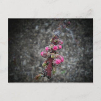 Postal flores