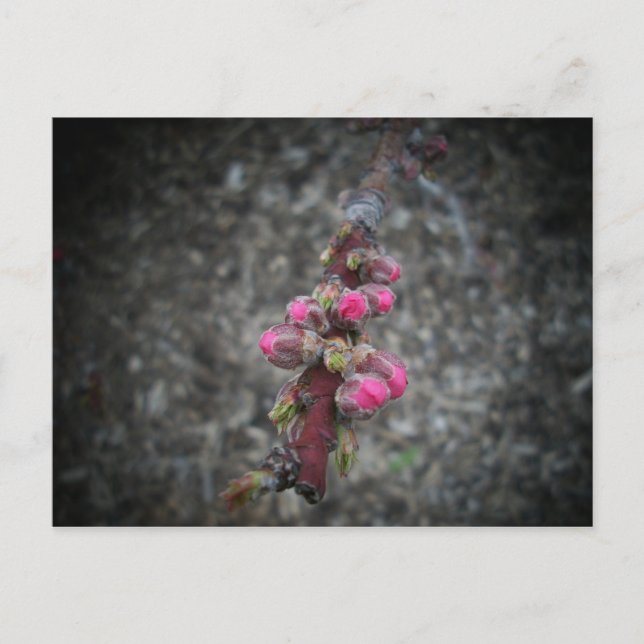Postal flores (Anverso)