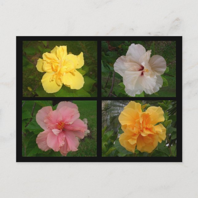 Postal Flores (Anverso)