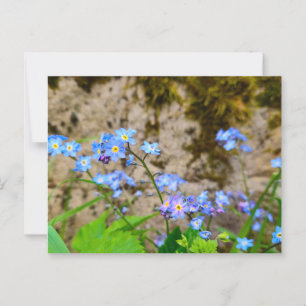 Postal Flores