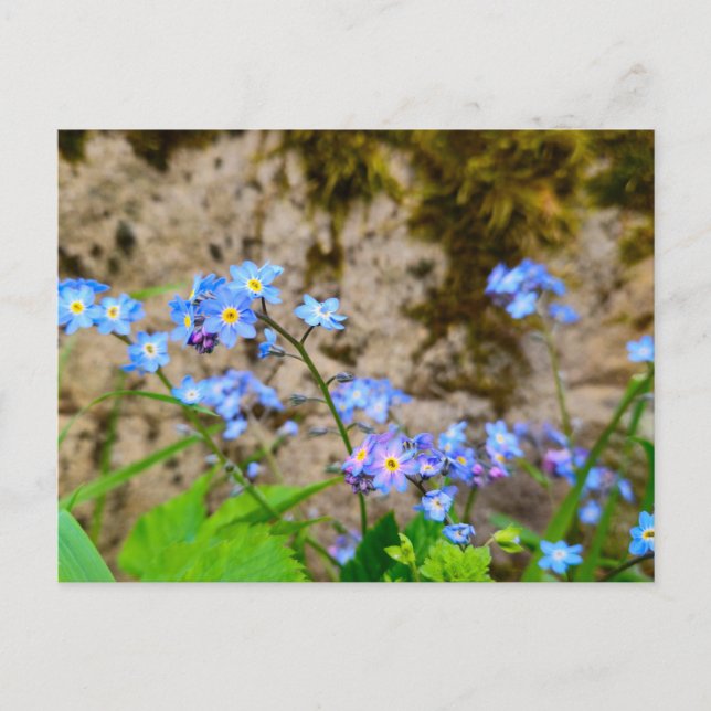 Postal Flores (Anverso)