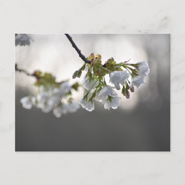 Postal Flores (Anverso)