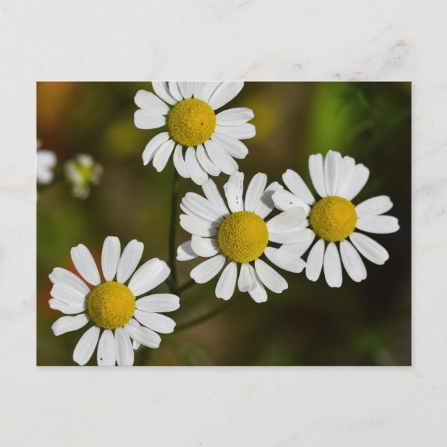 Postal Flores (Anverso)