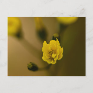 Postal Flores