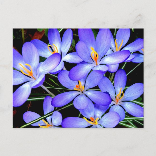 Postal Flores (Anverso)