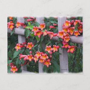 Postal Flores a lo largo de la cerca