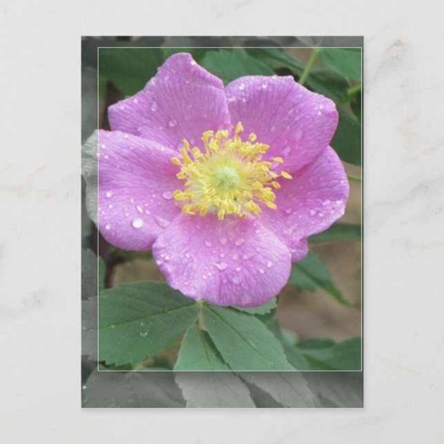 Postal Flores a orillas del lago - Rosa (Anverso)