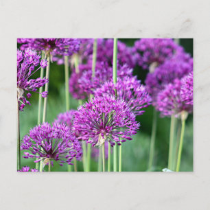 Postal Flores alium