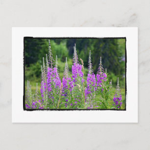 Postal Flores alpinas Meadow Sage La Berneuse Leysin