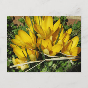 Postal Flores amarillas
