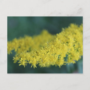 Postal Flores amarillas #13