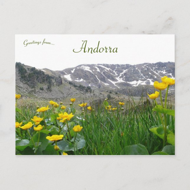 Postal Flores amarillas cerca de los Pirineos Medianos en (Anverso)