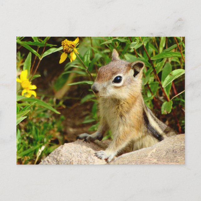 Postal Flores amarillas Chipmunk (Anverso)