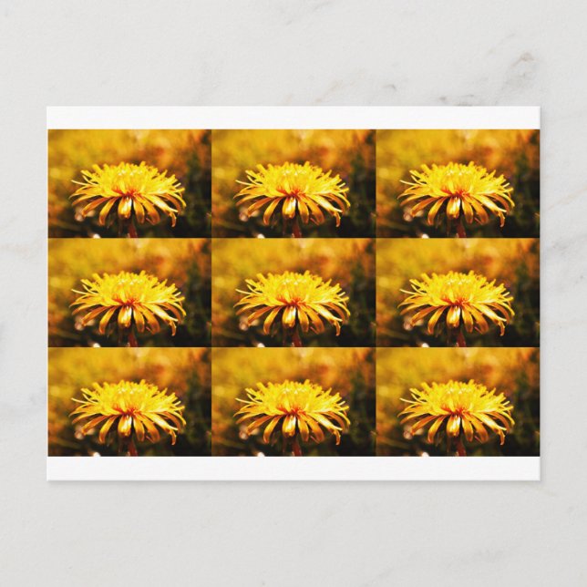 Postal Flores Amarillas de Diente de León Enredaderas Pri (Anverso)