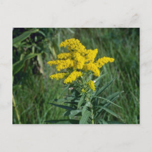 Postal flores amarillas de Goldenrod (Solidago Sp.)