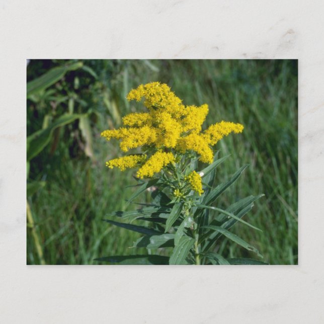 Postal flores amarillas de Goldenrod (Solidago Sp.) (Anverso)