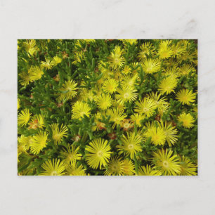 Postal Flores amarillas de la planta de hielo de oro