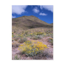 Flores Amarillas en Valle de la Muerte