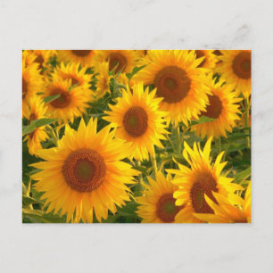 Postal Flores amarillas florales de girasol - Gracias, am
