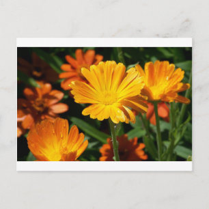 Postal Flores amarillas flores arte paz destino de amor