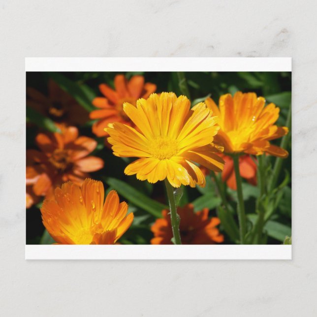 Postal Flores amarillas flores arte paz destino de amor (Anverso)
