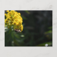 Flores amarillas fotografía de la naturaleza de Be