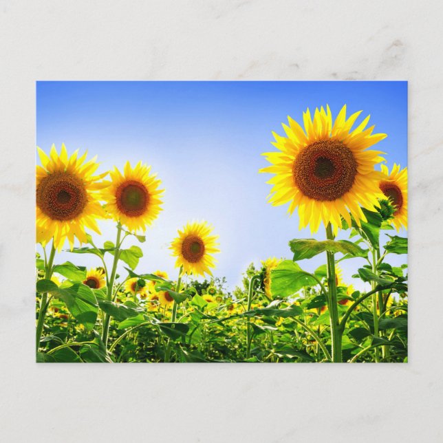 Postal Flores amarillas girasoles florales azules (Anverso)