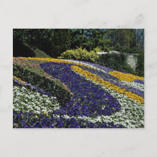 Postal Flores amarillas, Mainau, Alemania