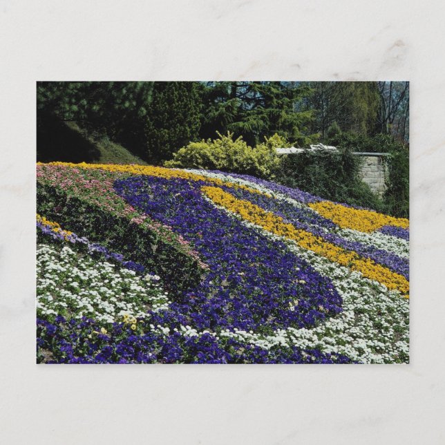 Postal Flores amarillas, Mainau, Alemania (Anverso)