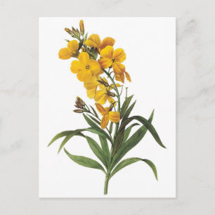 Postal Flores amarillas, Pierre Joseph Redouté