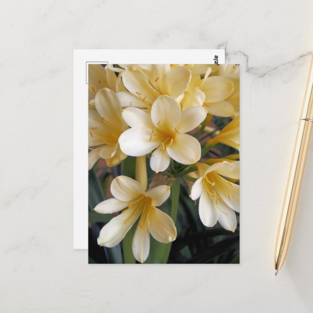 POSTAL FLORES AMARILLOS (Anverso/Reverso In Situ)