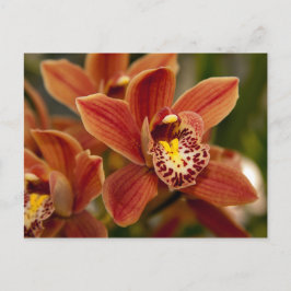 Postal Flores anaranjadas de la orquídea