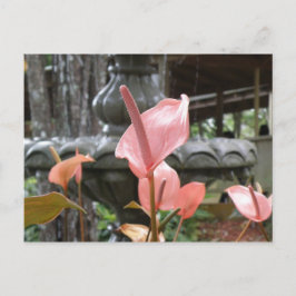Postal Flores Anturio