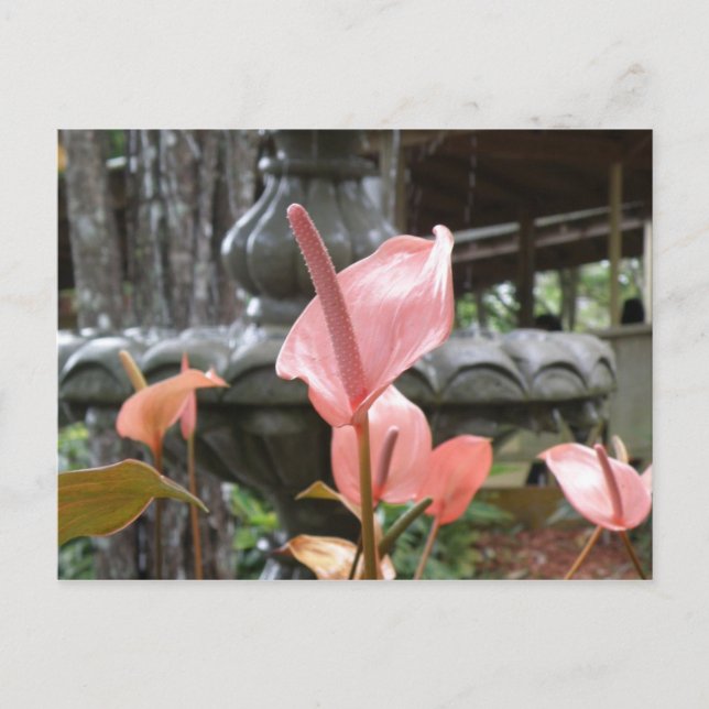 Postal Flores Anturio (Anverso)